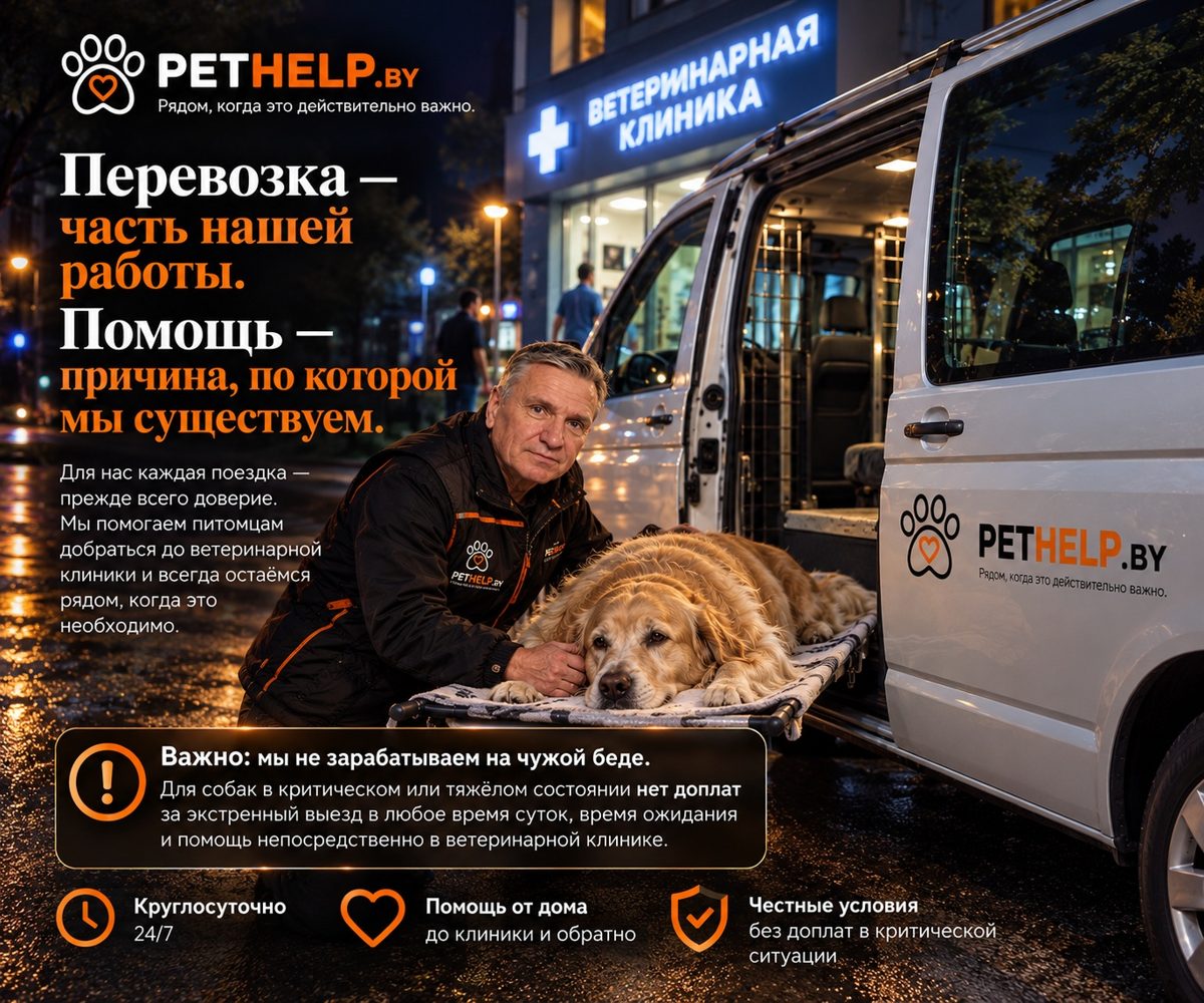 Зоотакси PetHelp в Минске: водитель рядом с собакой на носилках у открытой машины возле ветеринарной клиники, без доплат за экстренный выезд для собак в тяжёлом состоянии